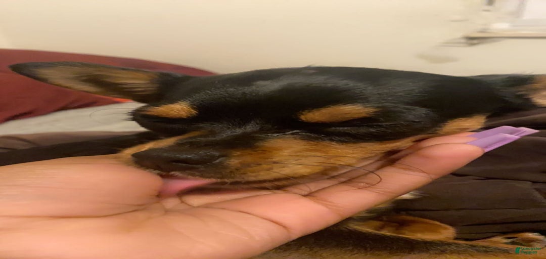 Gallery Image {{count}}