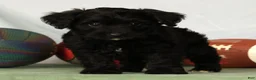 Yorkiepoo dogs for sale: Elliot - Ad 8
