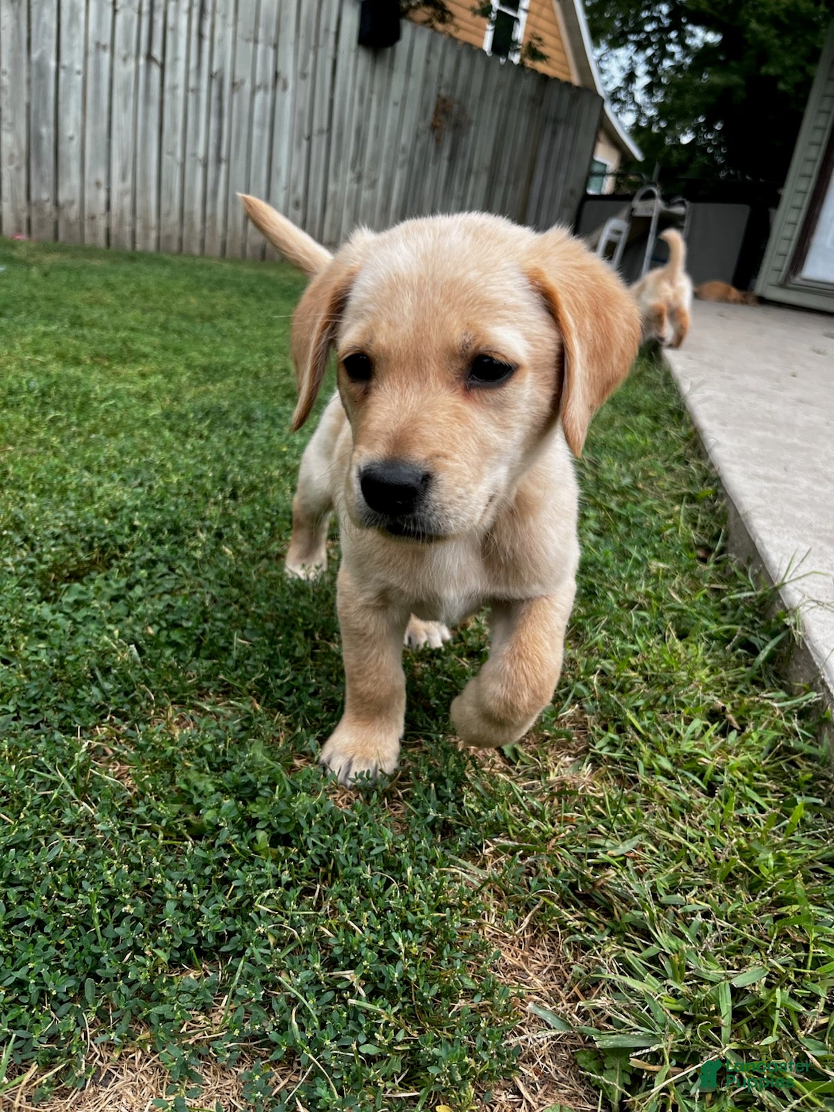 Goldador dogs Goldador Male 5 - Ad 1