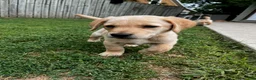 Goldador dogs for sale: Goldador Male 5 - Ad 1