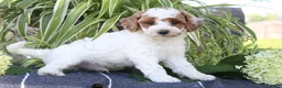 Mini Goldendoodle dogs for sale: Blizzard - Ad 3