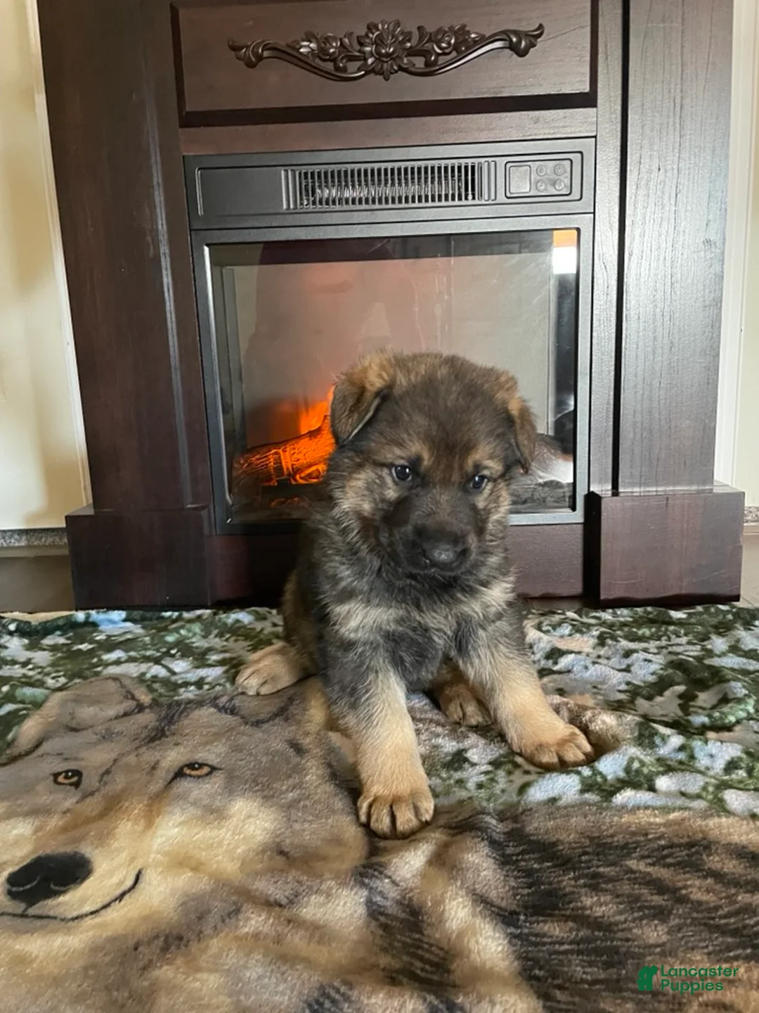 German Shepherd dogs for sale: Cody - Ad 12