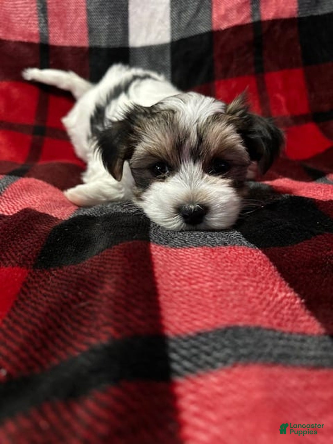 Gallery Image {{count}}