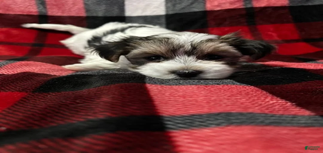 Gallery Image {{count}}