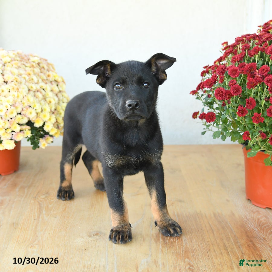 Mixed Breed dogs for sale: Gracie - Ad 2
