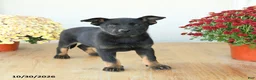 Mixed Breed dogs for sale: Gracie - Ad 2