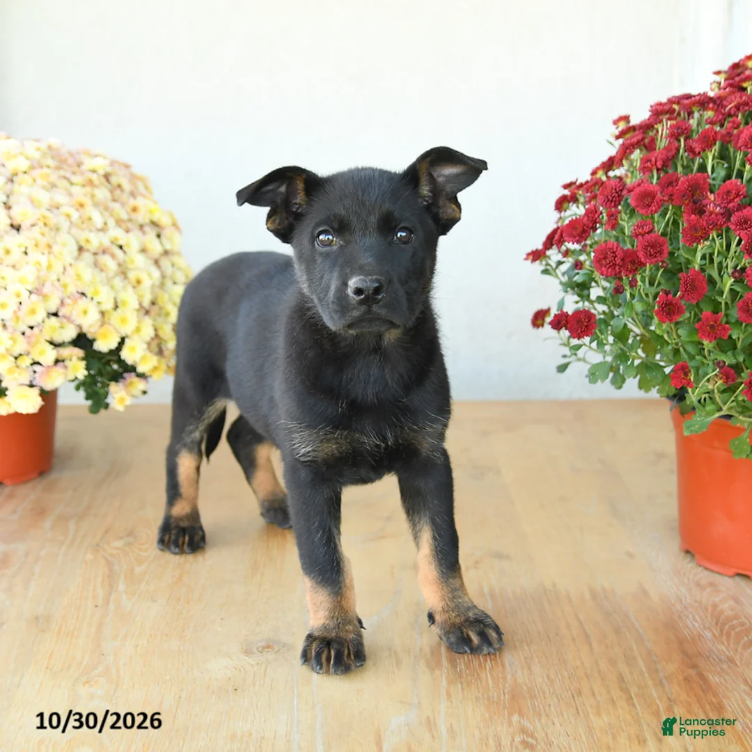 Mixed Breed dogs for sale: Gracie - Ad 2