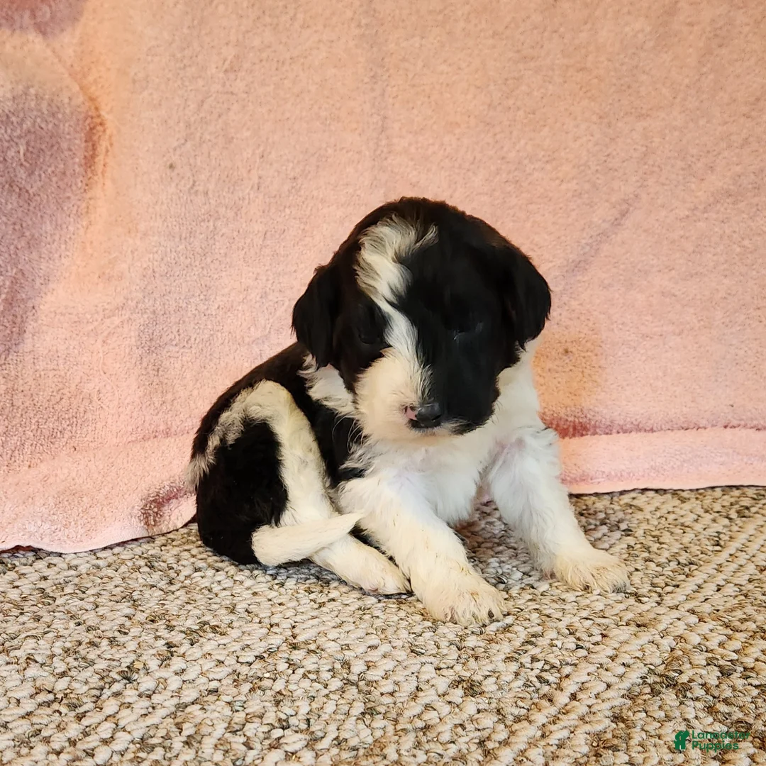 Portuguese Water Dog dogs for sale: Rocky - Ad 5