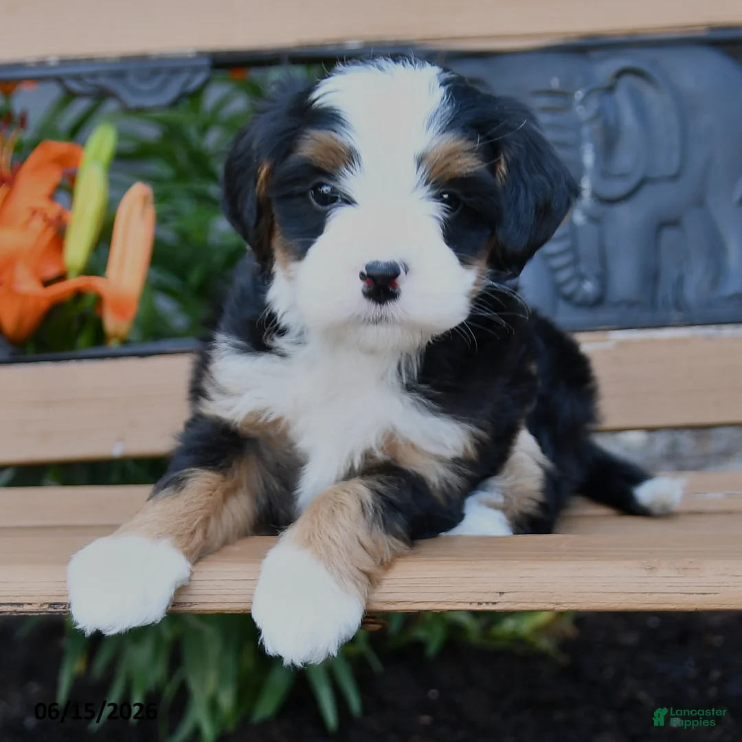 Bernedoodle dogs for sale: Maggie - Ad 2