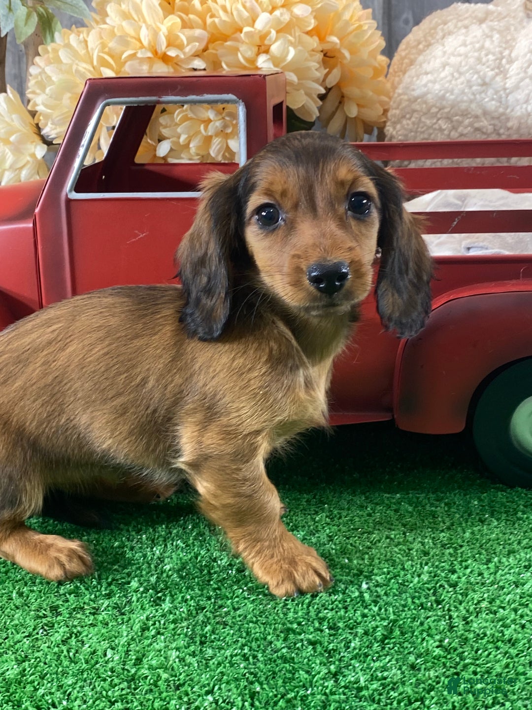 Dachshund dogs for sale: Dixie - Ad 3
