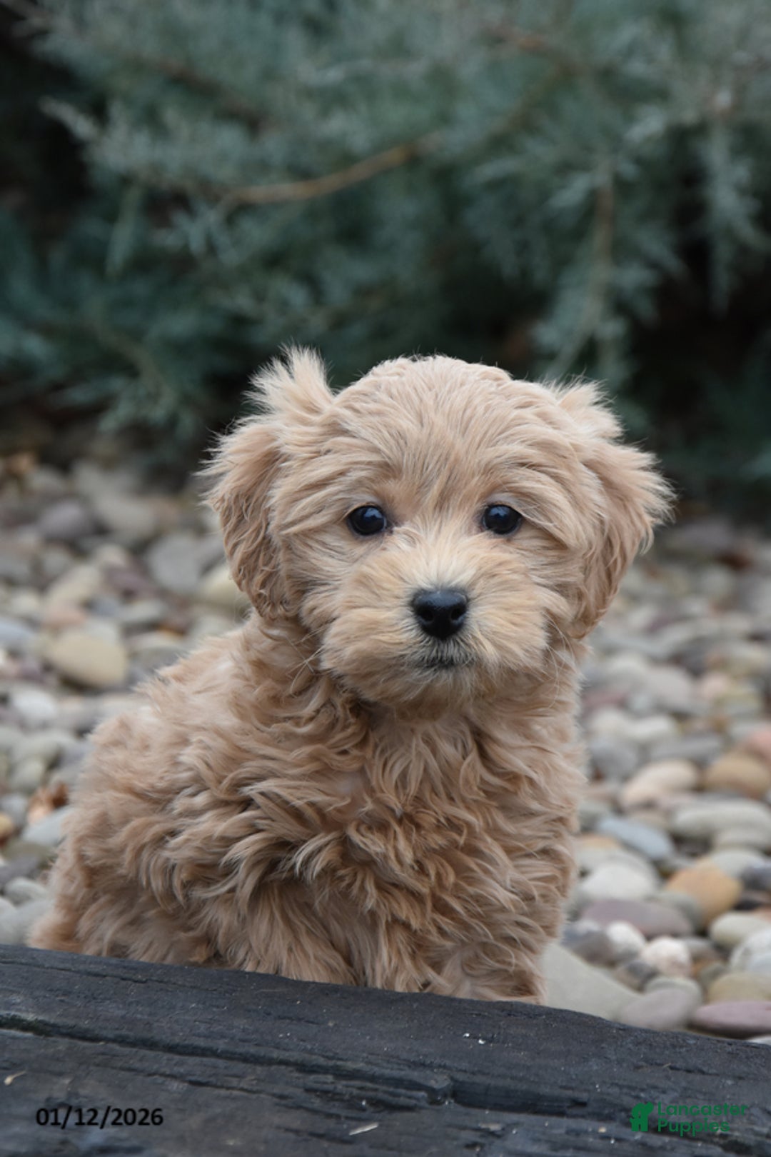 Mini Goldendoodle dogs for sale: Bristol - Ad 2
