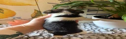 Wire Fox Terrier dogs for sale: Bonnie Hopps - Ad 5