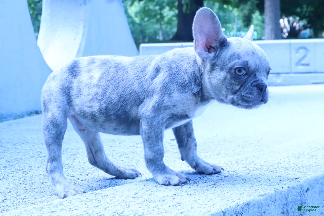 French Bulldog dogs for sale: Spotty - Ad 2