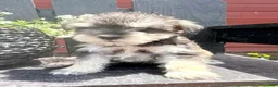 Miniature Schnauzer dogs for sale: Sadie - Ad 1