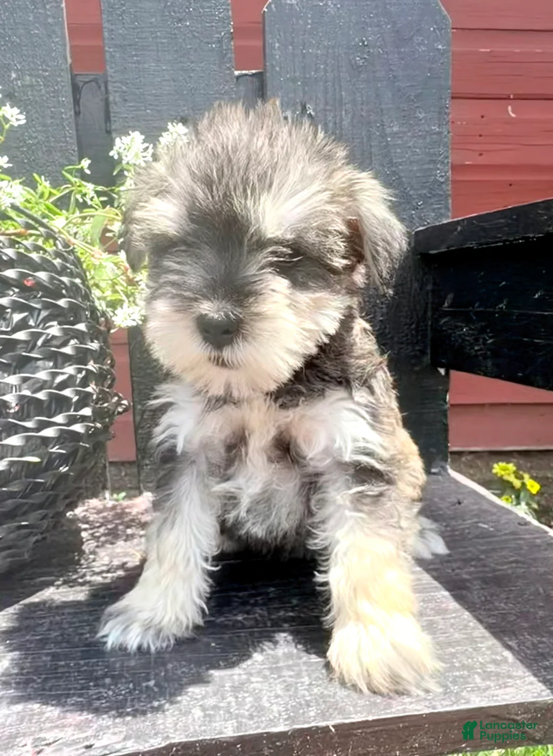 Miniature Schnauzer dogs for sale: Sadie - Ad 1