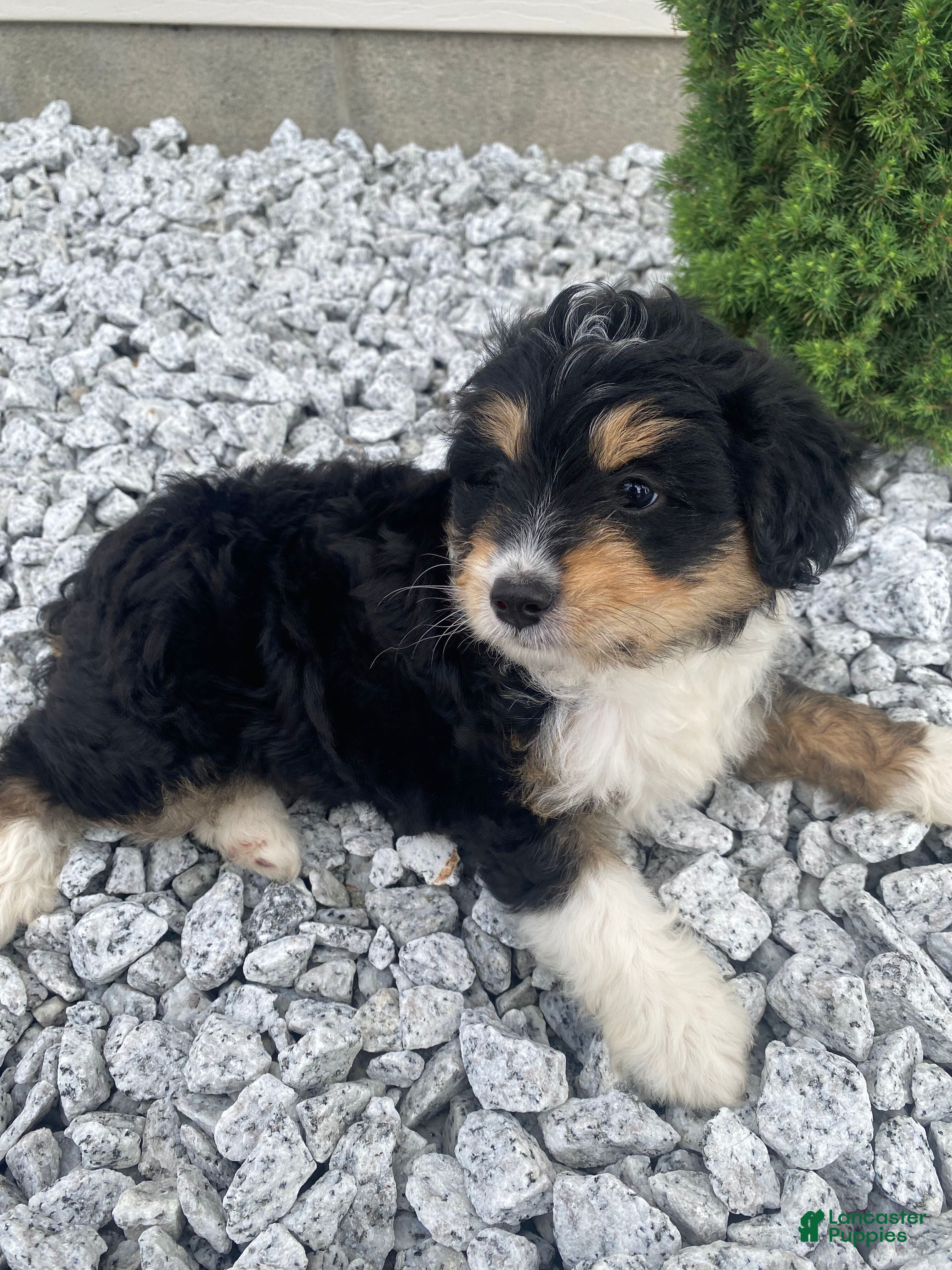 Mini Aussiedoodle dogs Kyler - Ad 2