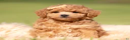 Maltipoo dogs for sale: WInston F1B - Ad 5