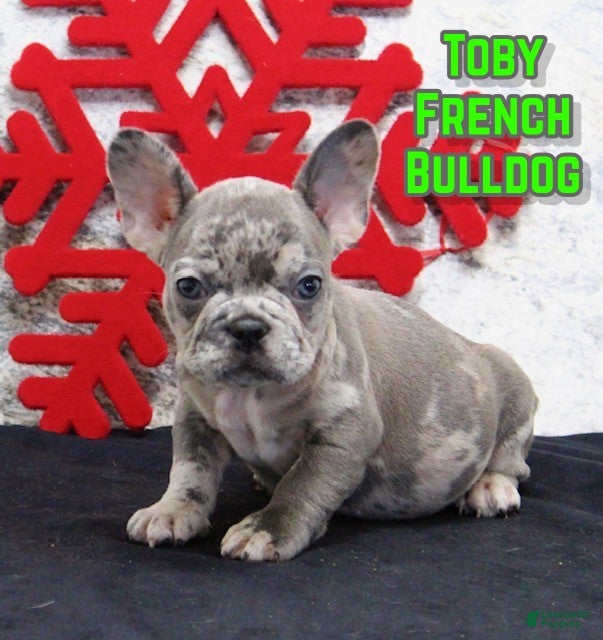 French Bulldog dogs Toby - Ad 23