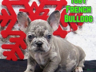 French Bulldog dogs Toby - Ad 14