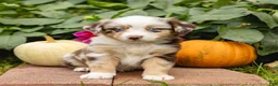 Miniature Australian Shepherd dogs for sale: Keith - Ad 3