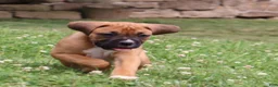 Boxer dogs for sale: Porter - Ad 9