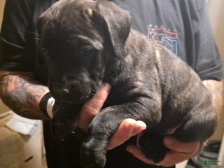 Cane Corso dogs Cane Corso Puppy 2 - Ad 19