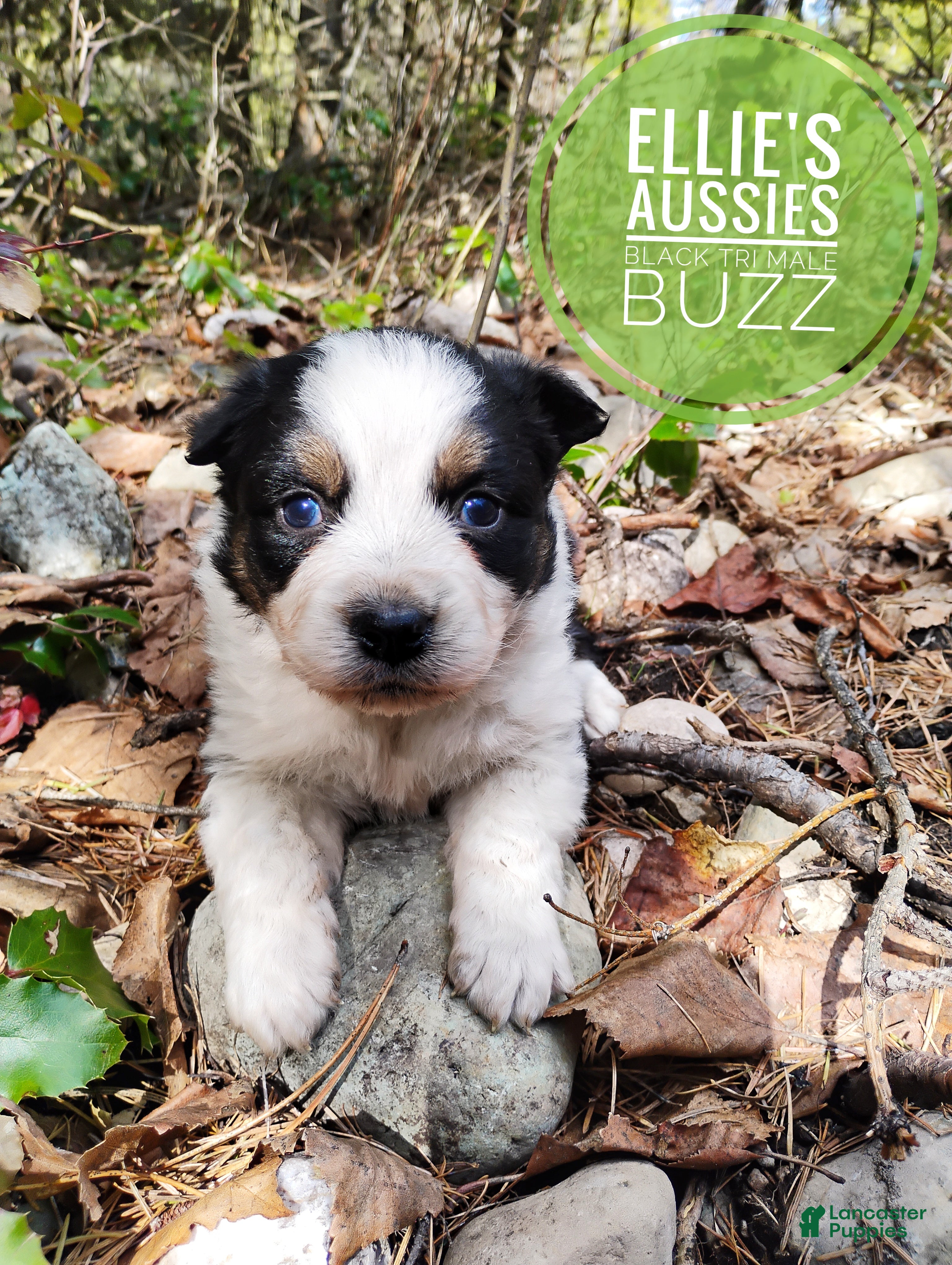 Miniature Australian Shepherd dogs Miniature Australian Shepherd Puppy 1 - Ad 2