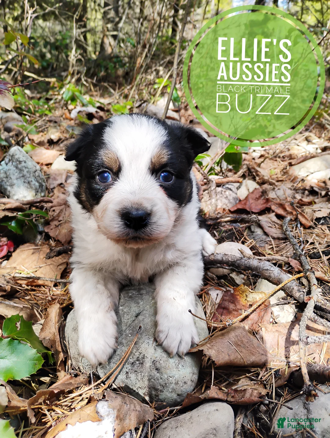 Miniature Australian Shepherd dogs for sale: Miniature Australian Shepherd Puppy 1 - Ad 2