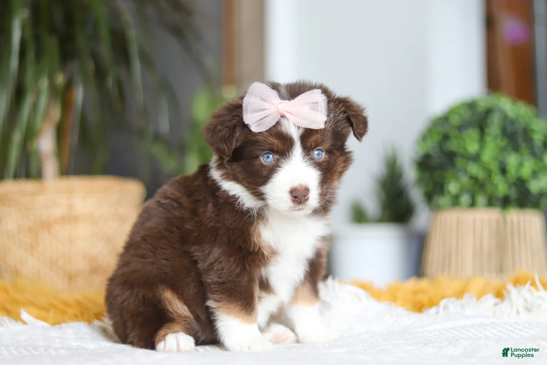 Australian Shepherd dogs for sale: Adelaide - Ad 3