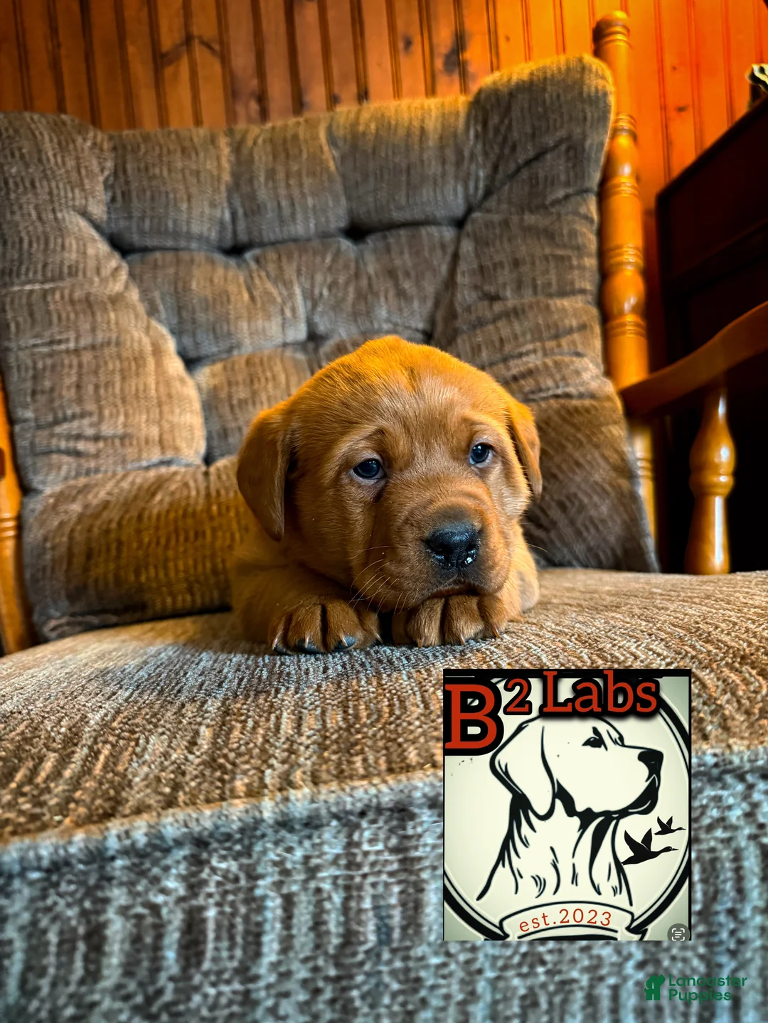 Labrador Retriever dogs for sale: Labrador Retriever Puppy 3 - Ad 1