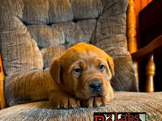 Labrador Retriever dogs Labrador Retriever Puppy 3 - Ad 18