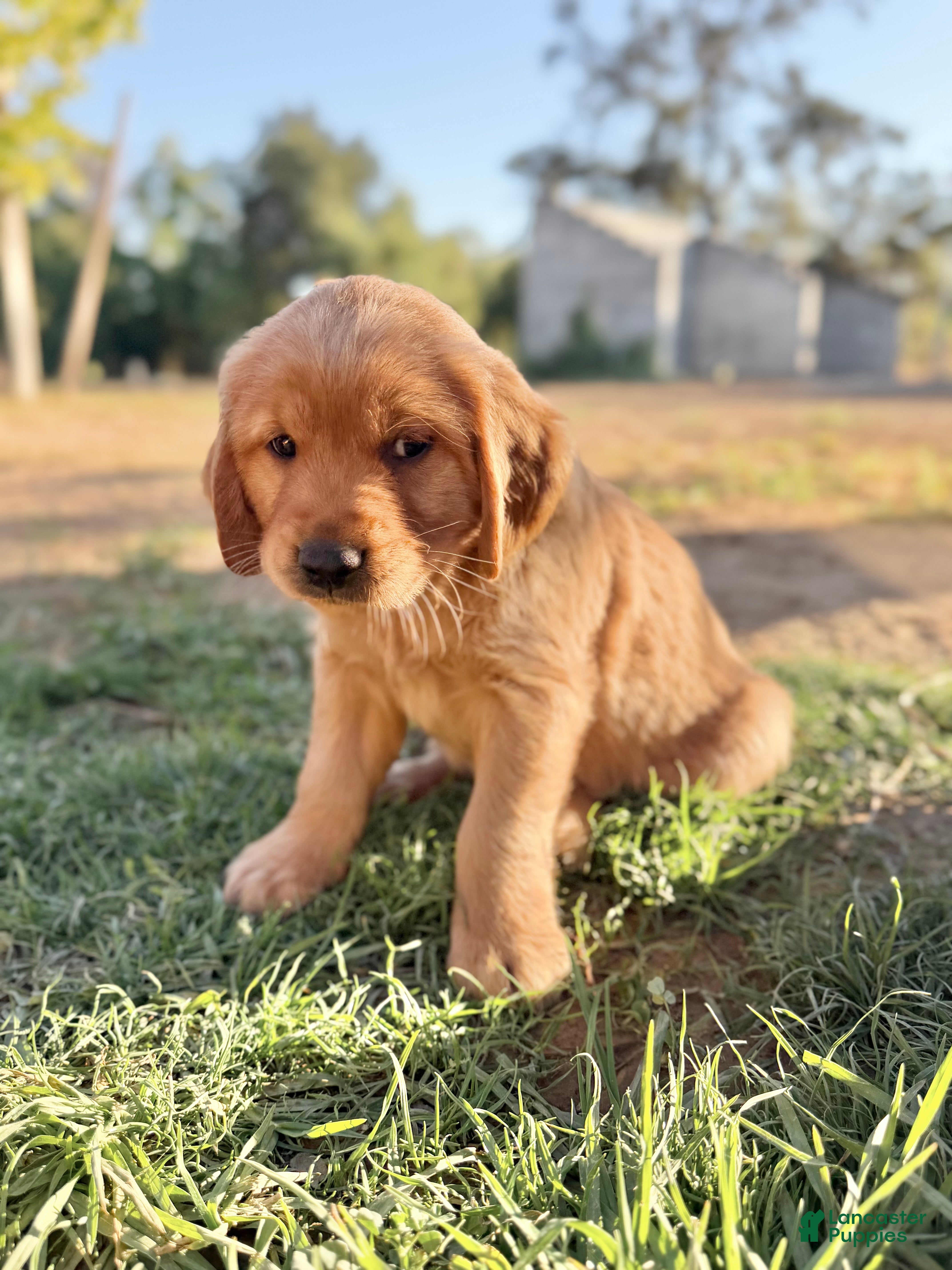 Golden Retriever dogs Golden Retriever 7 - Ad 23