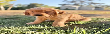 Golden Retriever 7