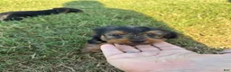 Yorkshire Terrier dogs for sale: Mini mouse  - Ad 4