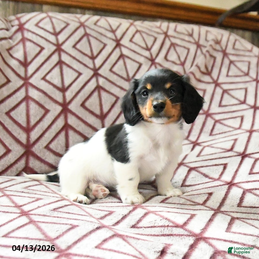 Miniature Dachshund dogs Roxy - Ad 2