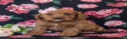 Cockapoo dogs for sale: Lilian - Ad 1