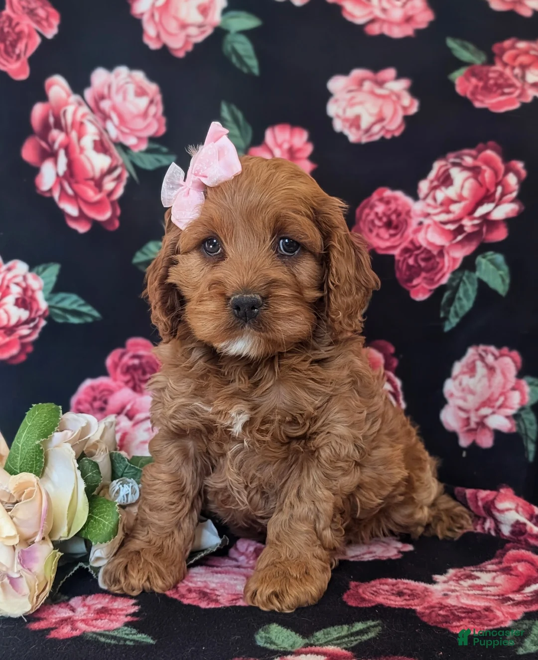 Cockapoo dogs for sale: Lilian - Ad 1