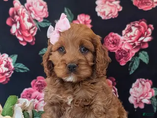 Cockapoo dogs for sale: Lilian - Ad 2
