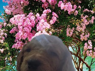 Goldendoodle dogs - Ad 25