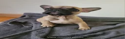 French Bulldog dogs for sale: French Bulldog Puppy 3 - Ad 3
