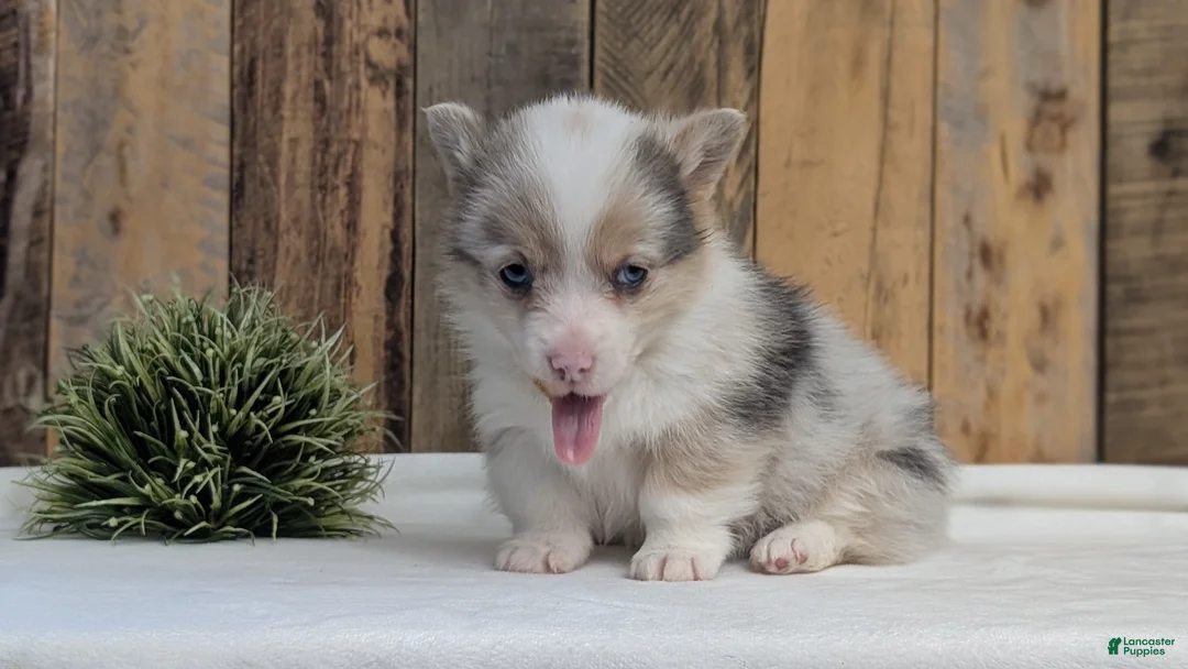 Welsh Corgi Pembroke dogs for sale: Falcon - Ad 2