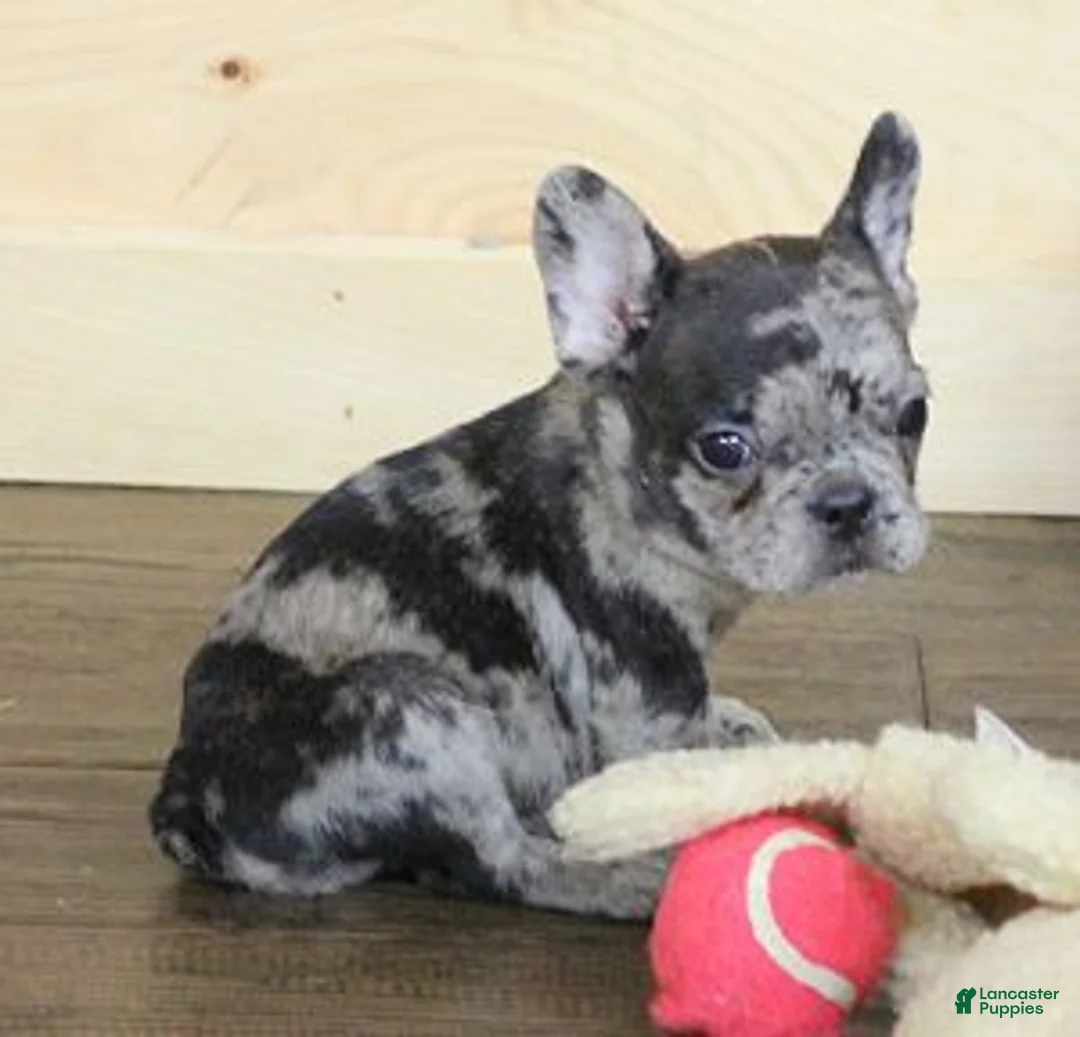 French Bulldog dogs for sale: ISSAC BLUE MERLE - Ad 2