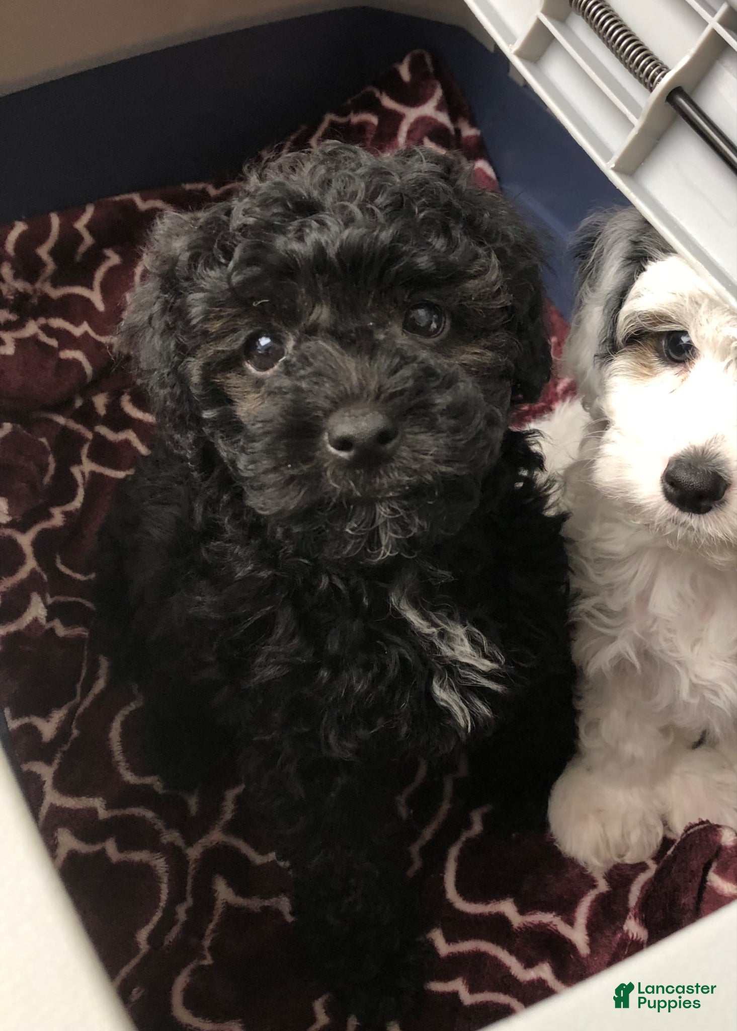 Cavapoo dogs Walker - Ad 1