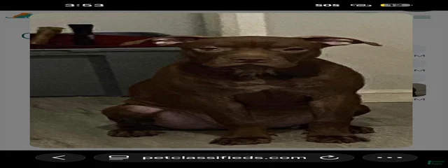 Brownie 