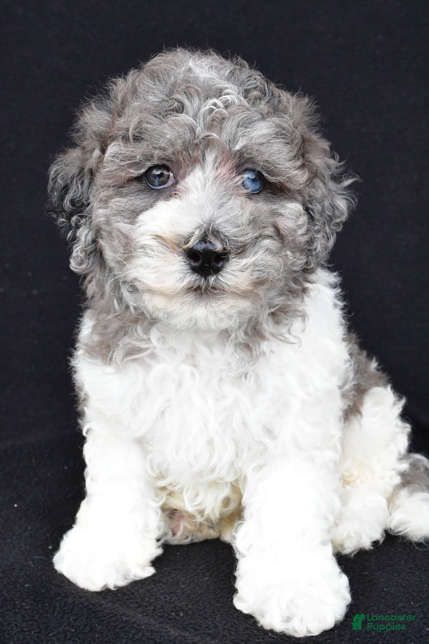 Miniature Poodle dogs Percy - Ad 2