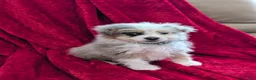 Pomapoo dogs for sale: Blane  - Ad 6