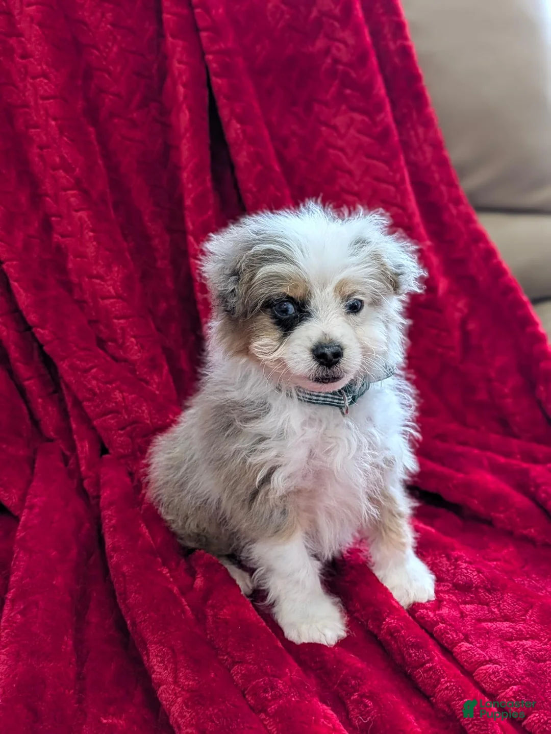 Pomapoo dogs for sale: Blane  - Ad 6