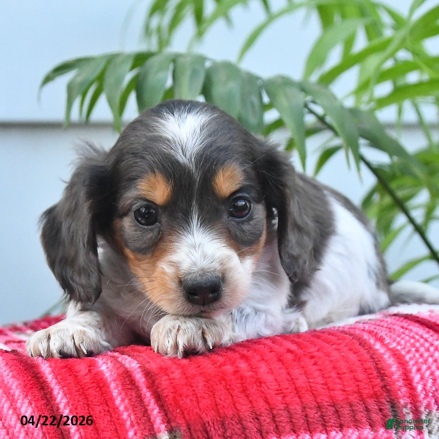 Dachshund dogs Thomas - Ad 2