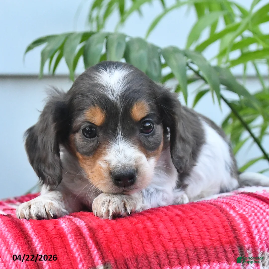 Dachshund dogs for sale: Thomas - Ad 2