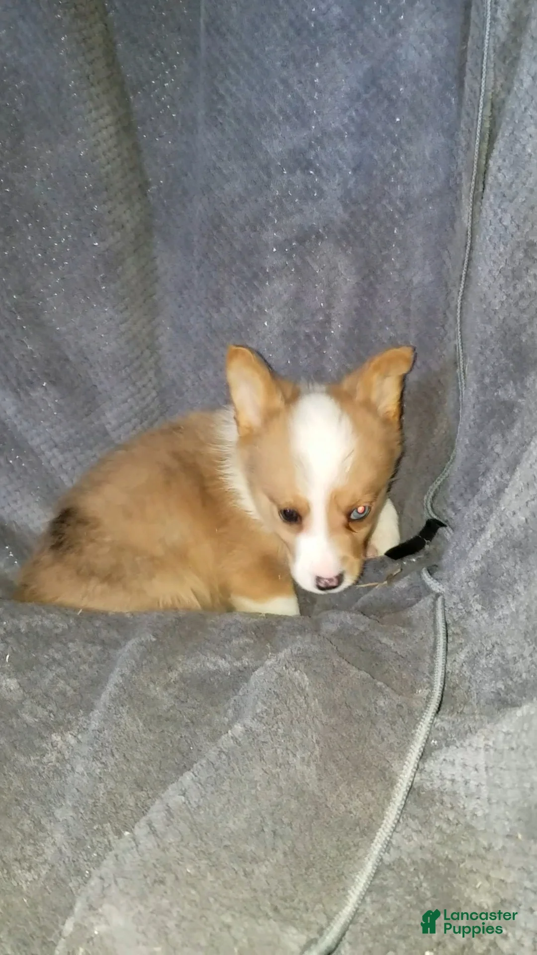 Mixed Breed dogs for sale: Audrey  - Ad 4